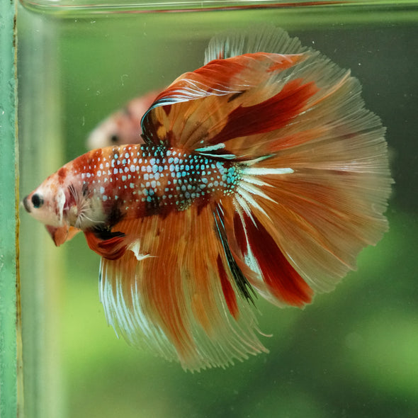 Galaxy/Candy Koi Halfmoon - 14 weeks old