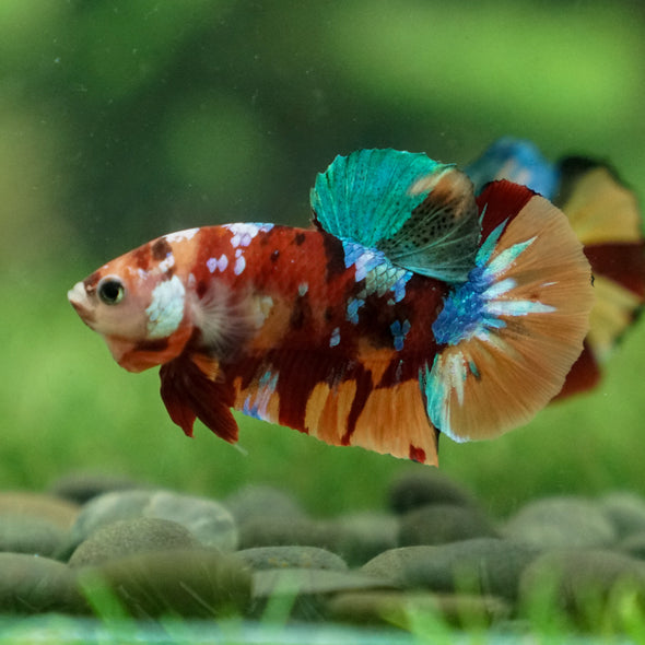 Multicolor/Galaxy Koi Plakat -13 weeks Old