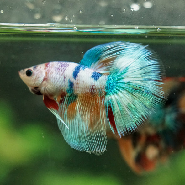 Galaxy/Candy Koi Halfmoon - 14 weeks old