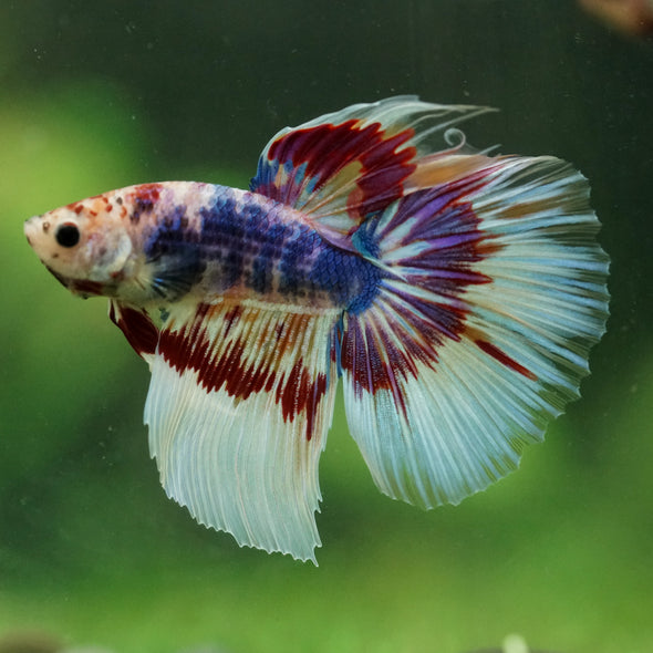 Galaxy/Candy Koi Halfmoon - 14 weeks old