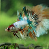 Galaxy/Candy Koi Halfmoon - 14 weeks old