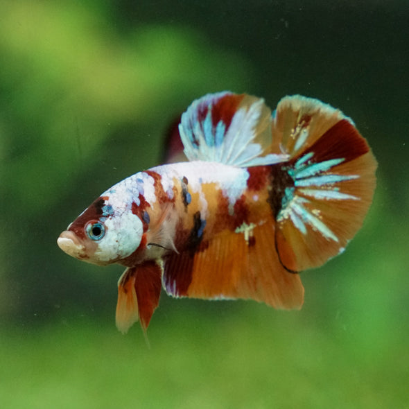 Multicolor/Galaxy Koi Plakat -13 weeks Old