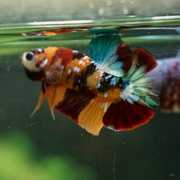 Multicolor/Galaxy Koi Plakat -16 weeks Old