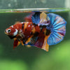 Multicolor/Galaxy Koi Plakat -16 weeks Old