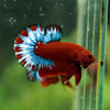 Red Fancy (Hell Boy) Plakat -13 weeks Old