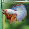 Galaxy/Candy Koi Halfmoon - 11 weeks old
