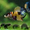 Multicolor/Galaxy Koi Plakat -16 weeks Old