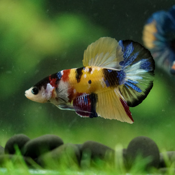 Multicolor/Galaxy Koi Plakat -16 weeks Old