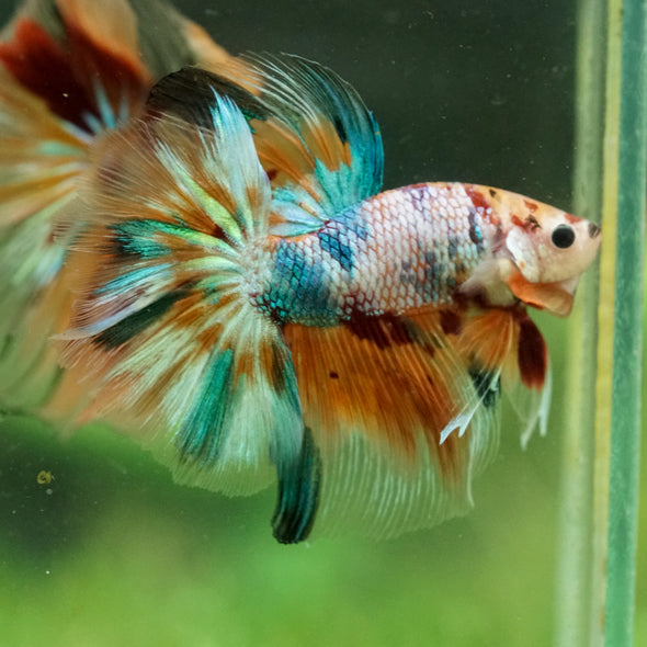 Galaxy/Candy Koi Halfmoon - 13 weeks old