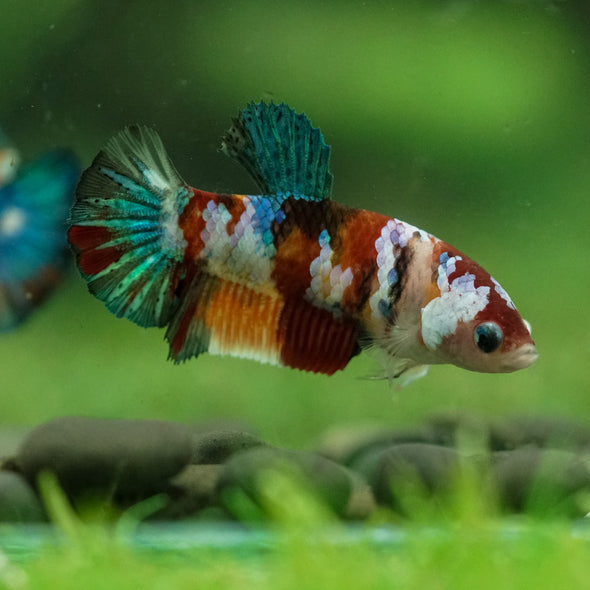 Multicolor/ Galaxy Koi Plakat- Female- 13 Weeks Old