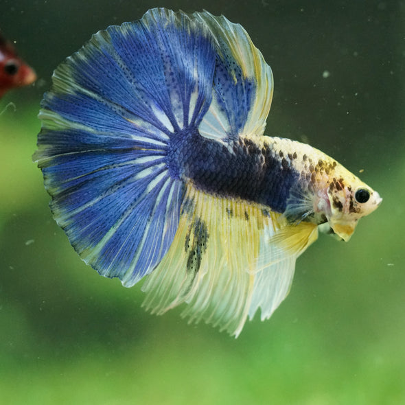 Galaxy/Candy Koi Halfmoon - 11 weeks old