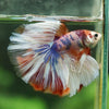 Galaxy/Candy Koi Halfmoon - 14 weeks old