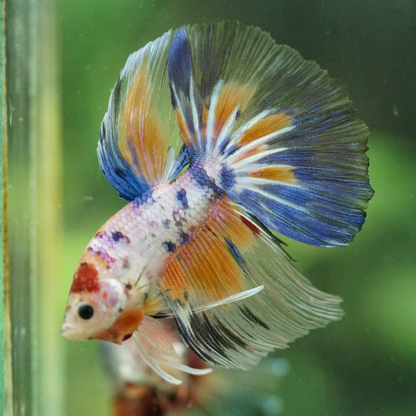 Galaxy/Candy Koi Halfmoon - 14 weeks old