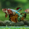 Multicolor/ Galaxy Koi Halfmoon- Female- 13 Weeks Old