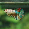 Multicolor/ Galaxy Koi Halfmoon- Female- 13 Weeks Old