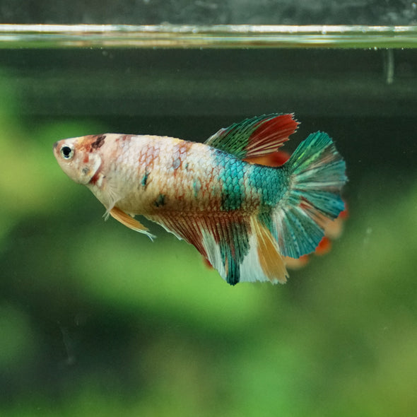 Multicolor/ Galaxy Koi Halfmoon- Female- 13 Weeks Old