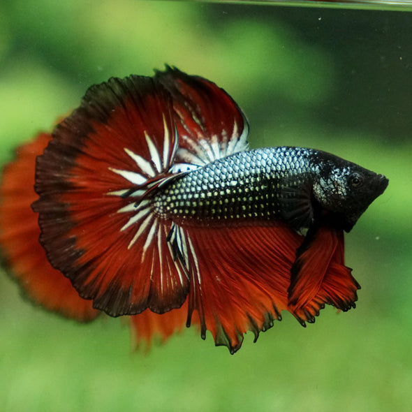 Black/Red Copper Halfmoon - 10 weeks old