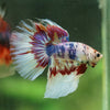 Galaxy/Candy Koi Halfmoon - 14 weeks old