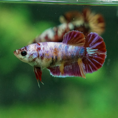 Multicolor/ Galaxy Koi Plakat - Female- 13 Weeks Old