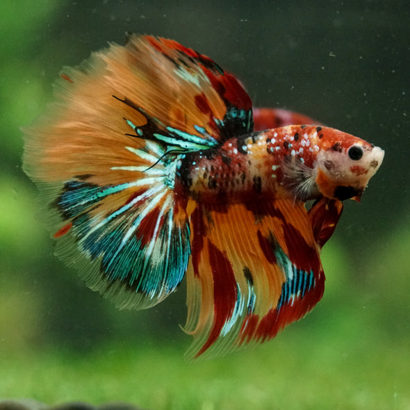 Galaxy/Candy Koi Halfmoon - 14 weeks old