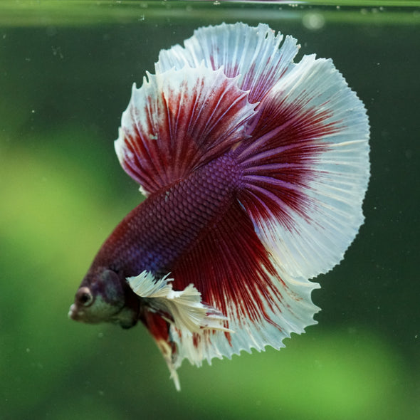 Dumbo Halfmoon - 11 weeks old