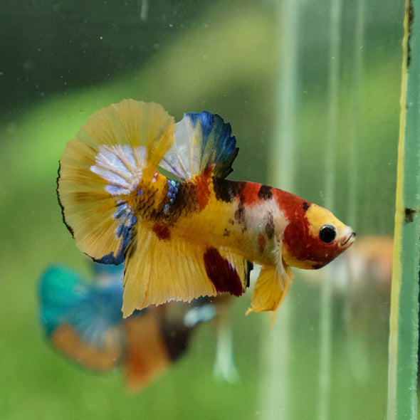 Multicolor/Galaxy Koi Plakat -13 weeks Old