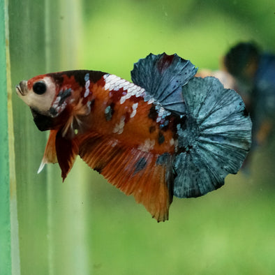 Multicolor/Galaxy Koi Plakat -13 weeks Old