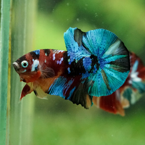 Multicolor/Galaxy Koi Plakat -16 weeks Old