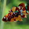 Multicolor/Galaxy Koi Plakat -16 weeks Old