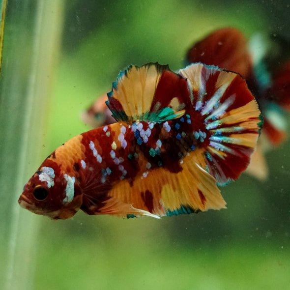 Multicolor/Galaxy Koi Plakat -16 weeks Old