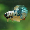 Multicolor/Galaxy Koi Plakat -16 weeks Old