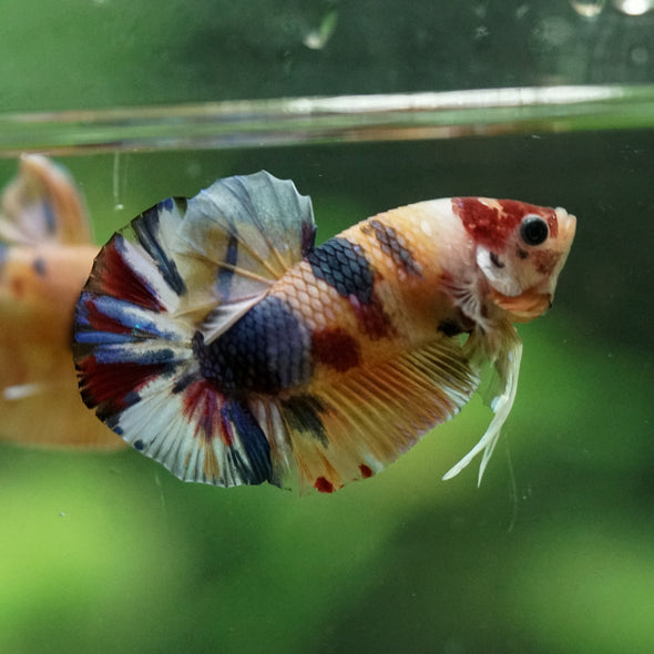 Multicolor/Galaxy Koi Plakat -11 weeks Old