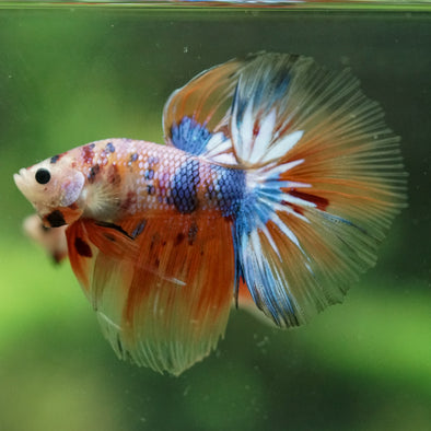 Galaxy/Candy Koi Halfmoon - 14 weeks old