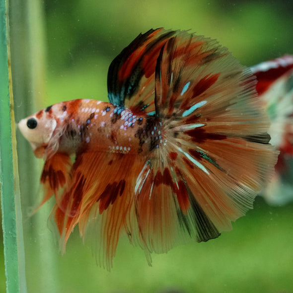 Galaxy/Candy Koi Halfmoon - 14 weeks old
