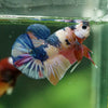 Multicolor/Galaxy Koi Plakat -16 weeks Old