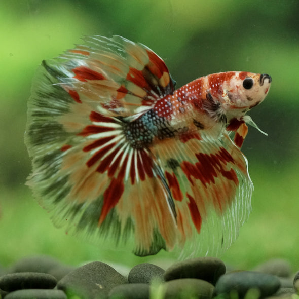 Galaxy/Candy Koi Halfmoon - 14 weeks old