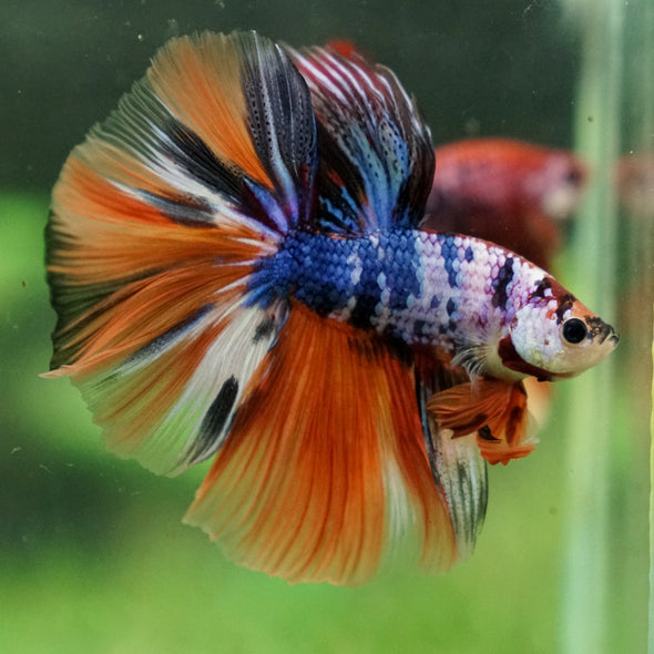 Galaxy/Candy Koi Halfmoon - 13 weeks old