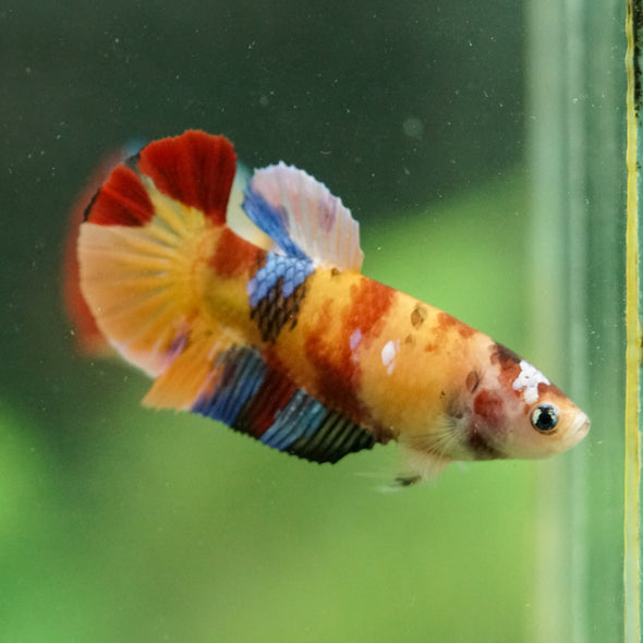 Multicolor/ Galaxy Koi Plakat- Female- 13 Weeks Old
