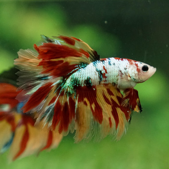 Galaxy Koi Halfmoon - 13 weeks old