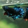 Black Base Galaxy/Candy Koi Halfmoon - 14 weeks old