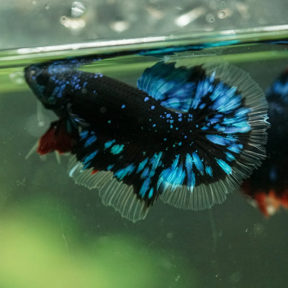 Black Base Galaxy/Candy Koi Halfmoon - 14 weeks old