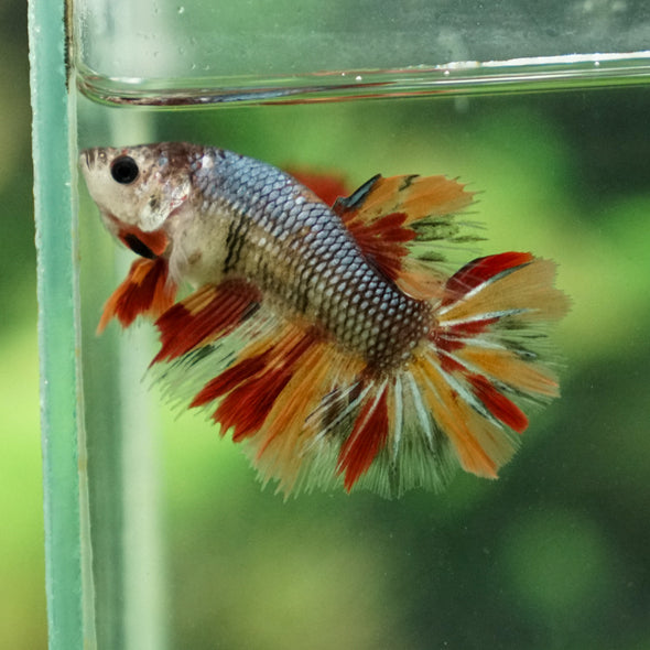 Multicolor/ Galaxy Koi Halfmoon- Female- 13 Weeks Old
