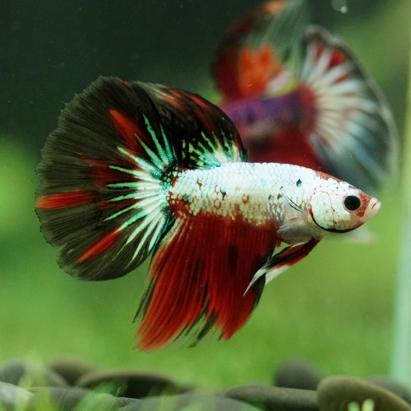 Galaxy/Candy Koi Halfmoon - 11 weeks old