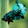 Black Koi Galaxy Plakat (Avatar) -10 weeks Old