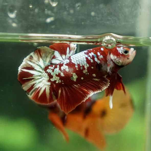 Multicolor/Galaxy Koi Plakat -13 weeks Old