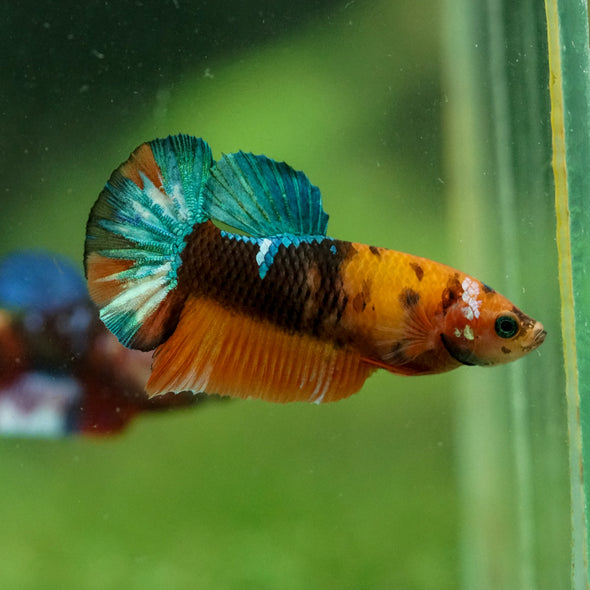 Multicolor/ Galaxy Koi Plakat- Female- 13 Weeks Old