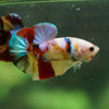 Multicolor/Galaxy Koi Plakat -16 weeks Old