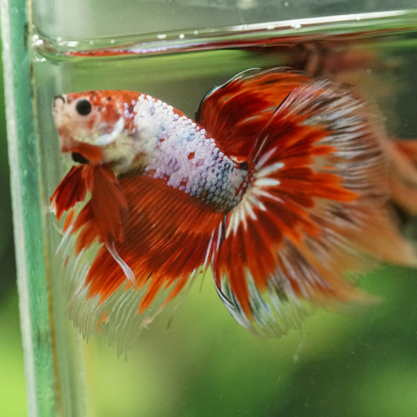 Galaxy/Candy Koi Halfmoon - 14 weeks old