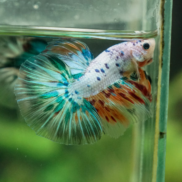 Galaxy/Candy Koi Halfmoon - 13 weeks old