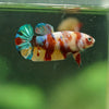 Multicolor/ Galaxy Koi Plakat- Female- 13 Weeks Old